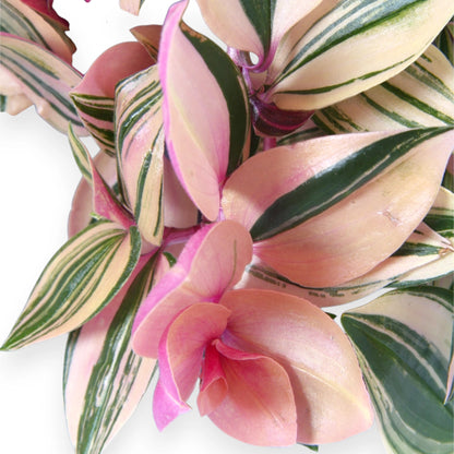 Tradescantia fluminensis 'Quadricolor'