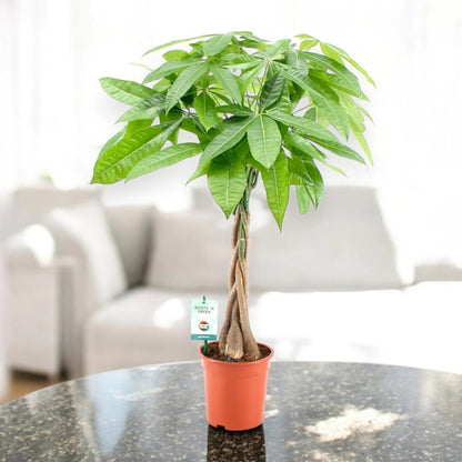 Pachira aquatica