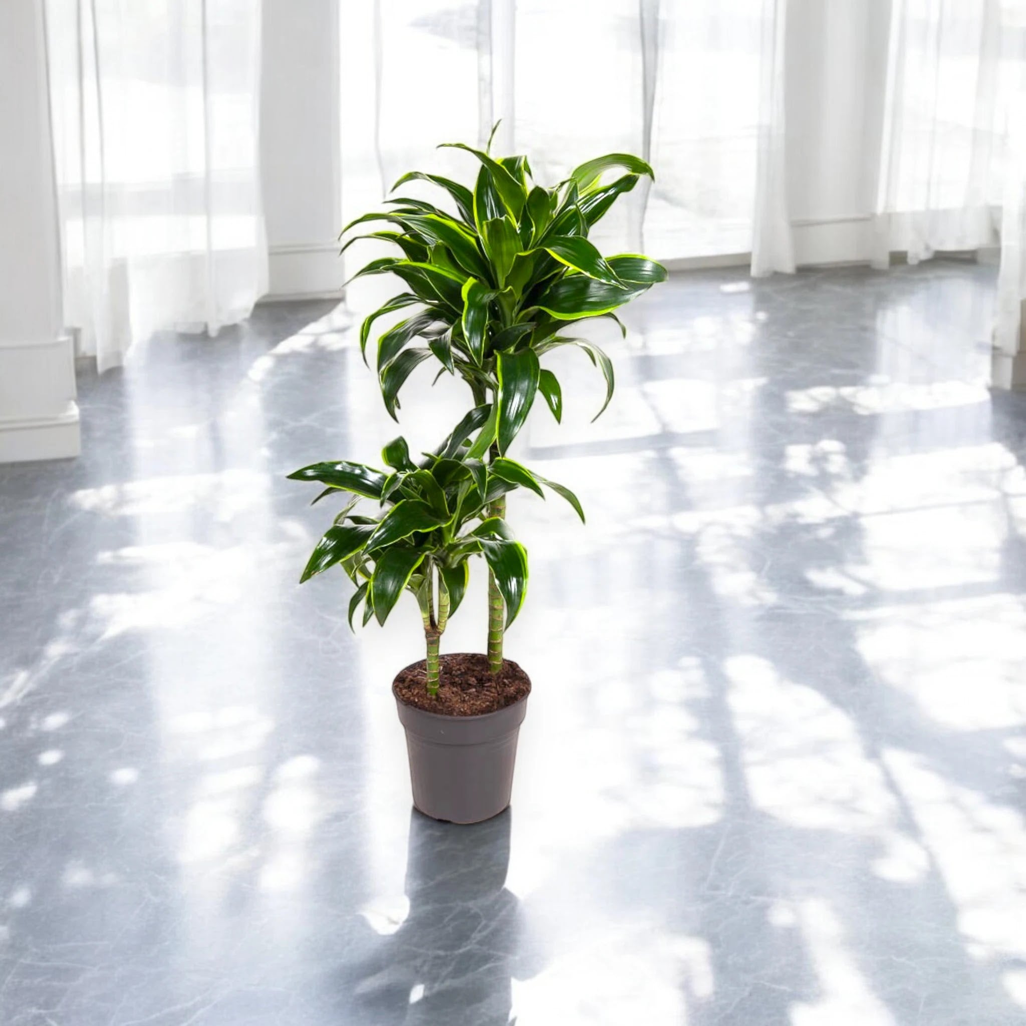 Dracaena fragrans 'Dorado'