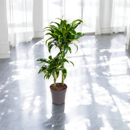 Dracaena fragrans 'Dorado'