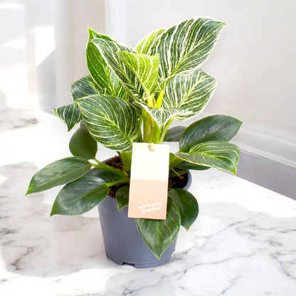 Philodendron 'Birkin' Zebra