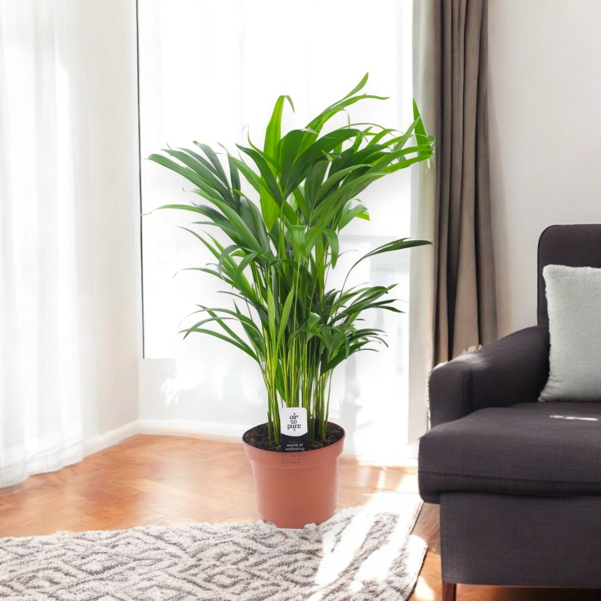 Areca - Dypsis lutescens