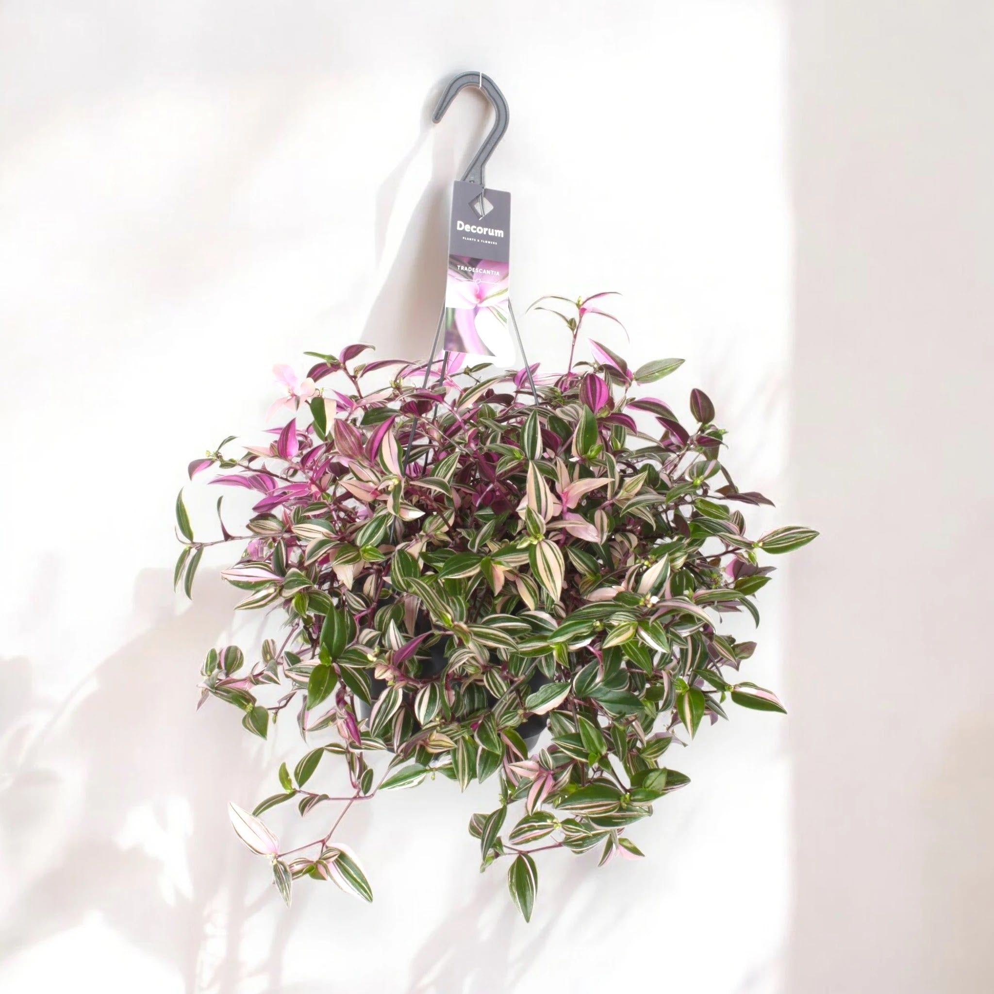Tradescantia fluminensis 'Quadricolor'