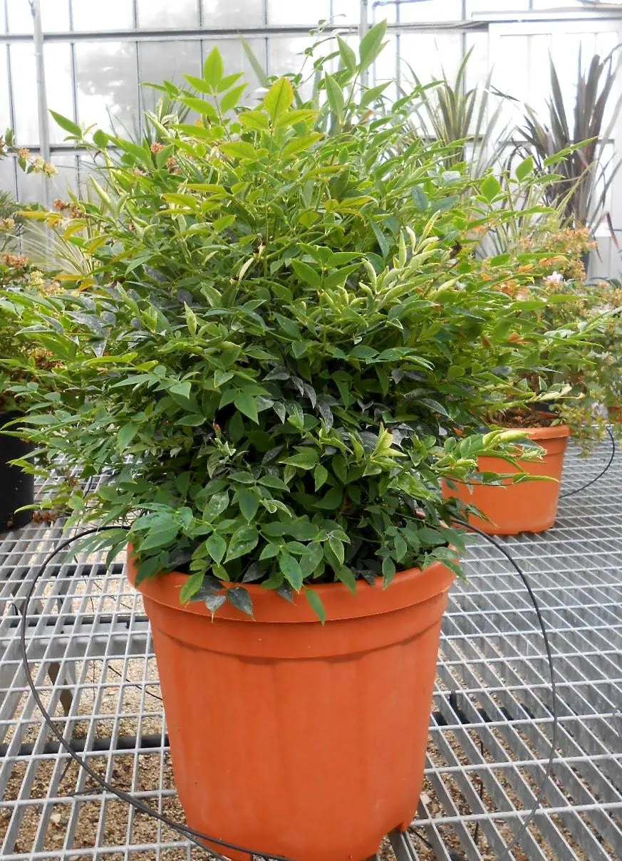 Nandina domestica