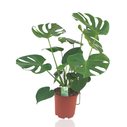 Monstera deliciosa
