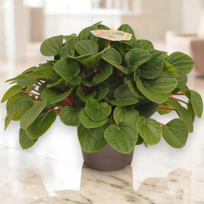 Peperomia albovittata 'Rana verde'