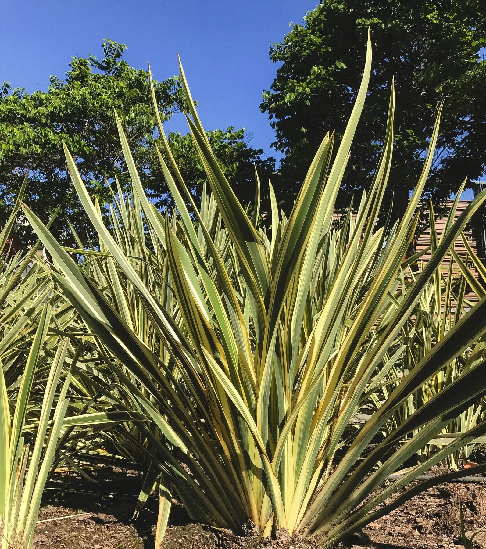 Phormium tenax