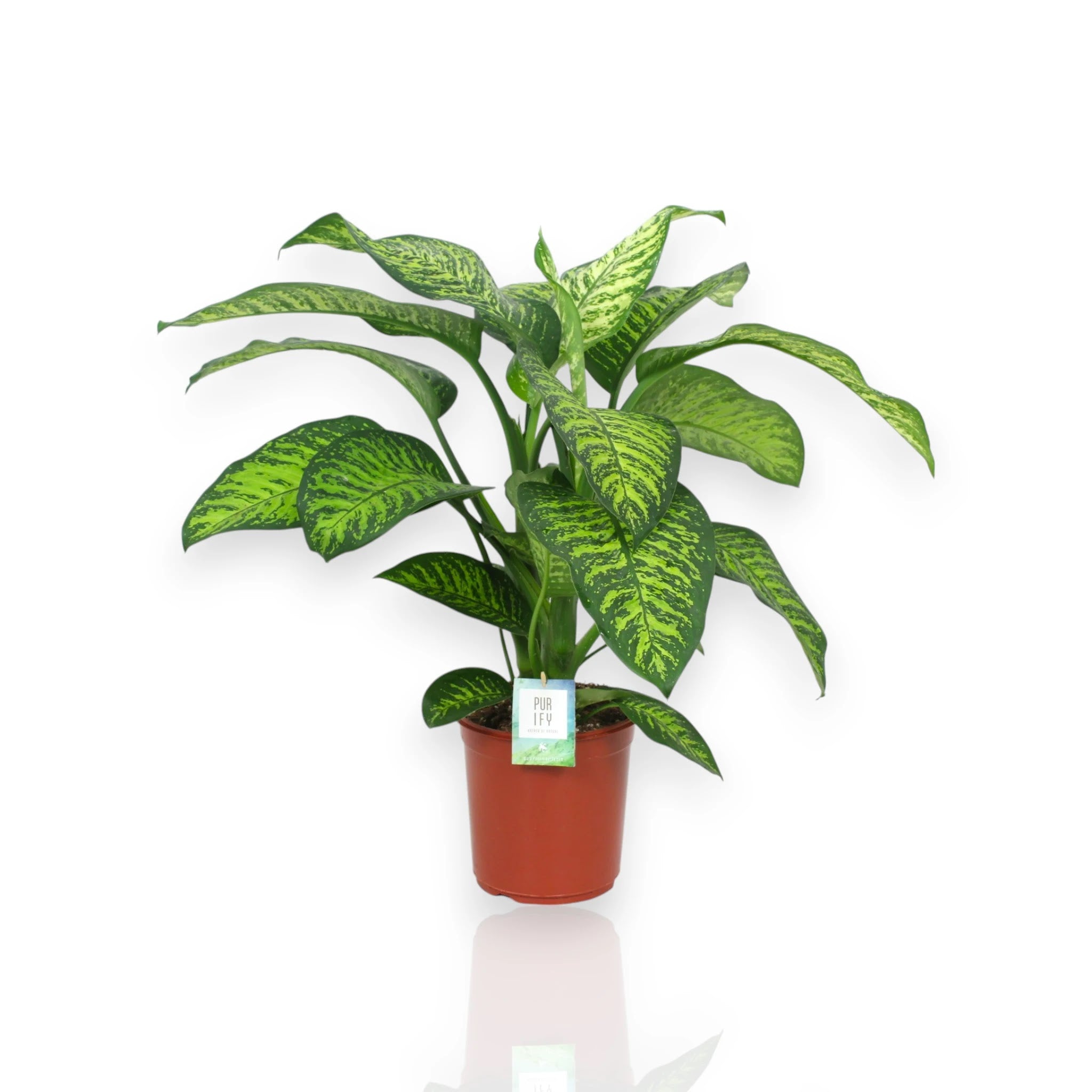 Dieffenbachia seguine Tropic jewel in vaso, pianta da interno con foglie verdi variegate di giallo