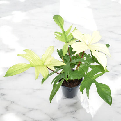 Philodendron 'Florida Ghost'