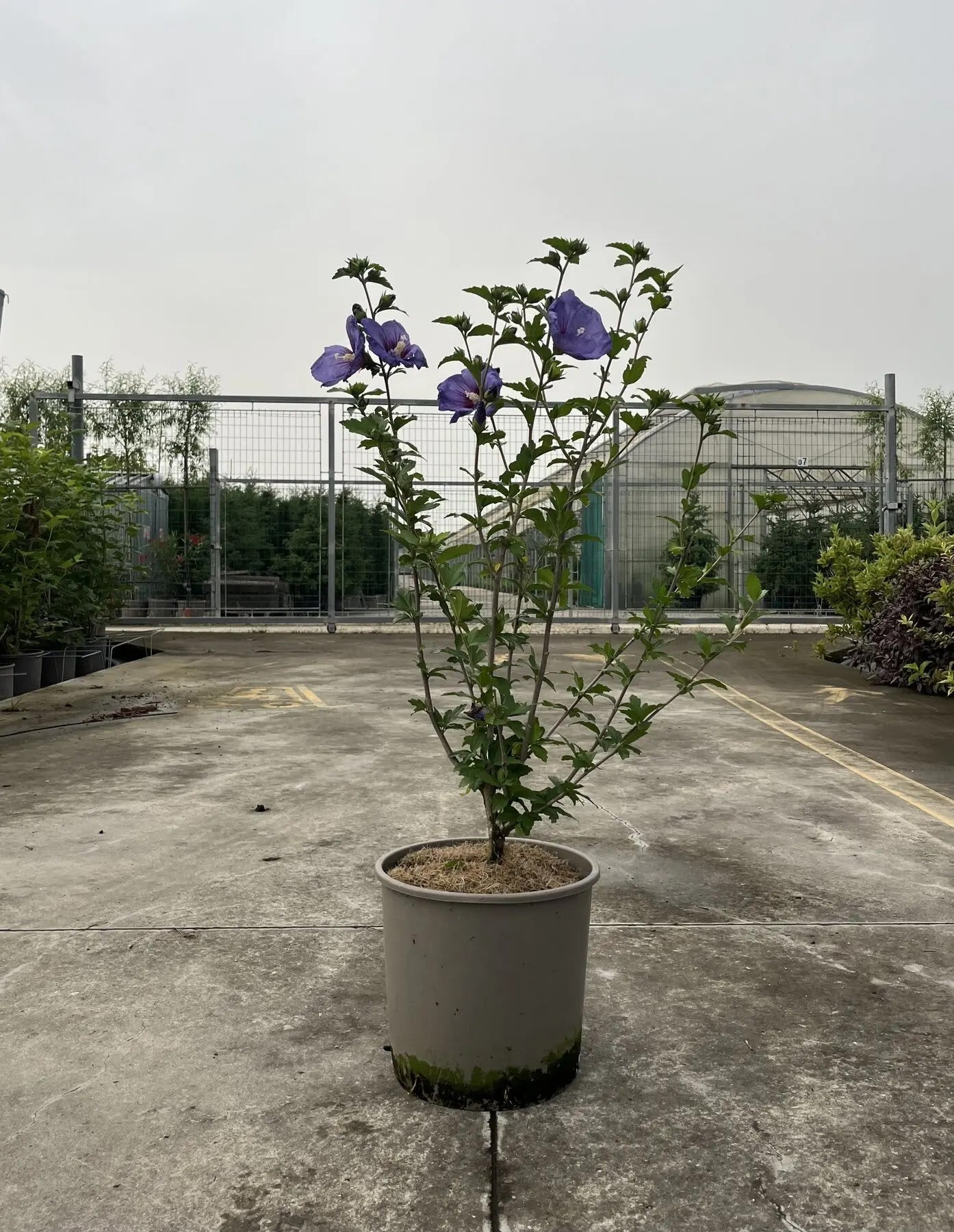 Dettaglio fiore singolo blu violaceo intenso di Hibiscus syriacus Ultramarine