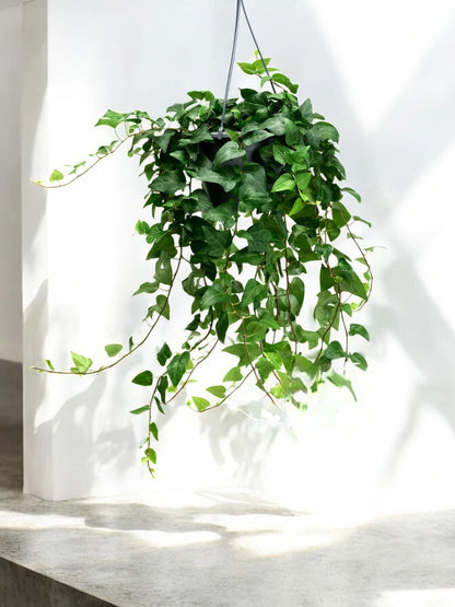Edera - Hedera helix 'Mein Herz'