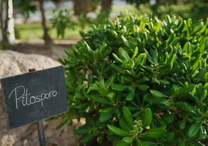 Pittosporo - Pittosporum tobira