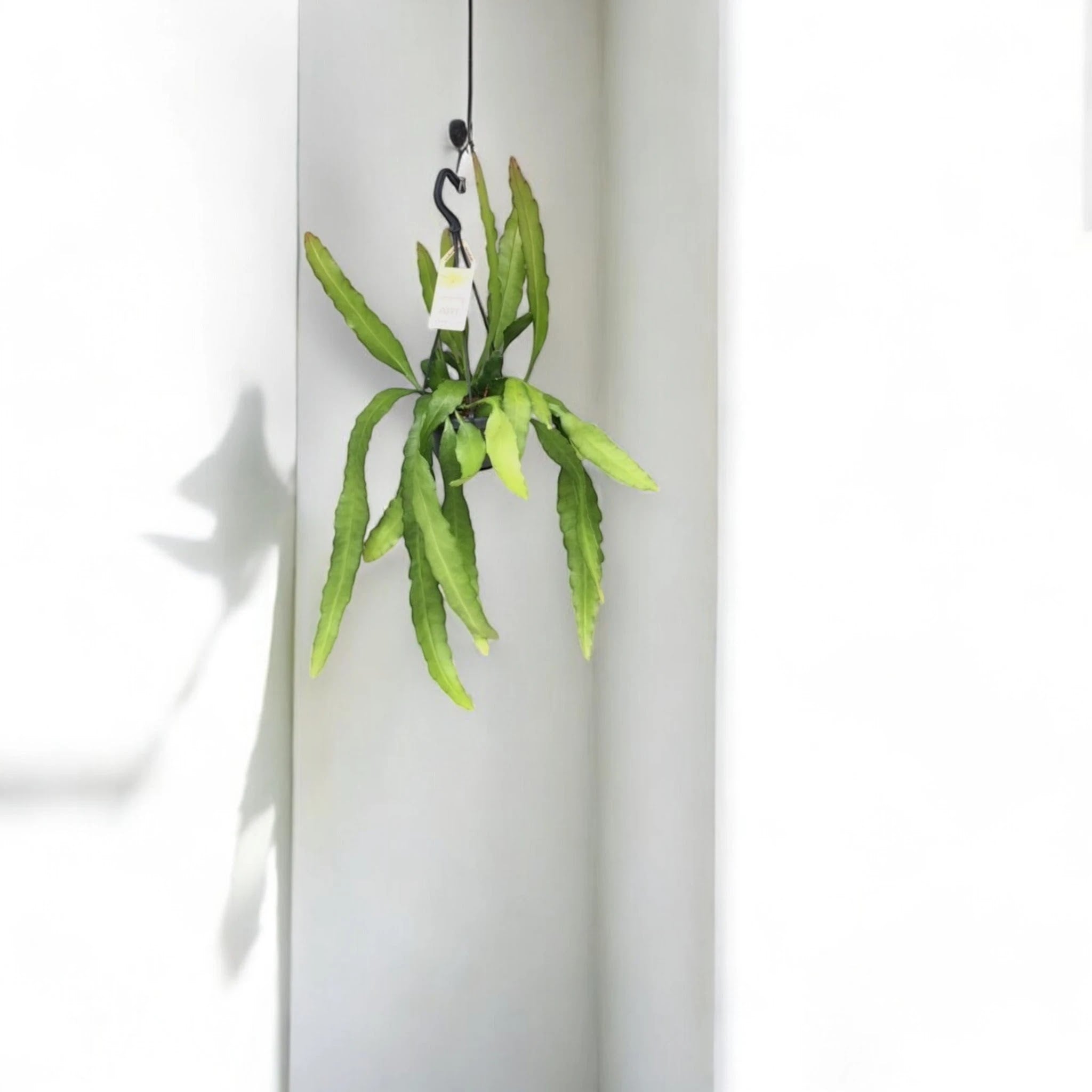 Epiphyllum fruhlingsgold