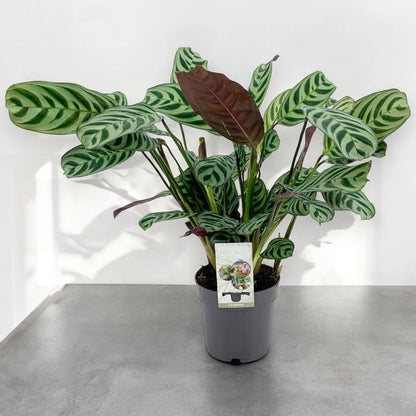 Ctenanthe burle-marxii