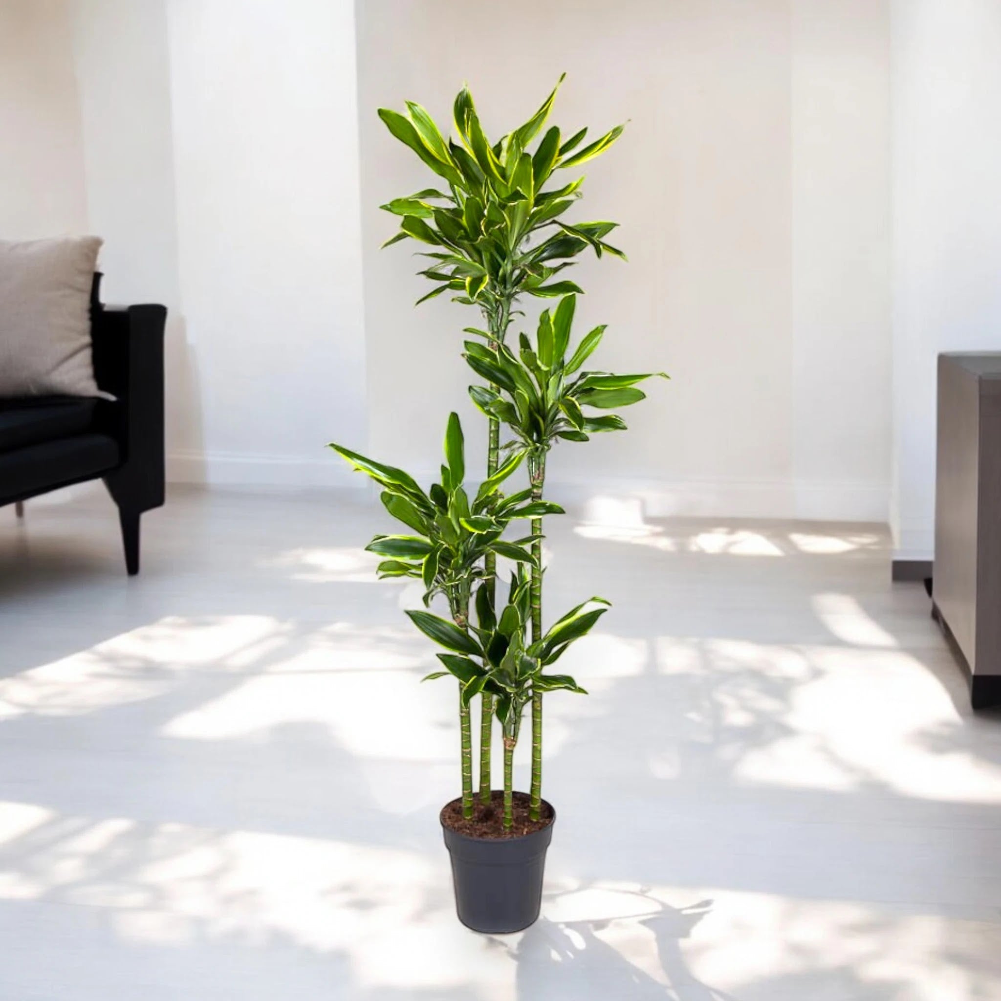 Dracaena fragrans 'Golden coast'