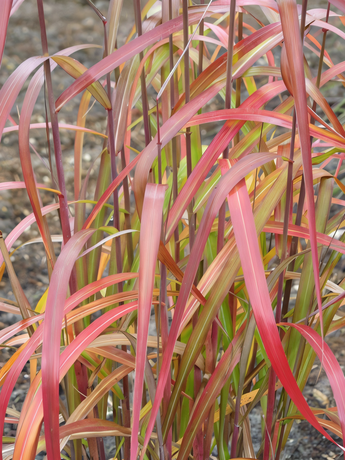 Miscanthus sinensis Navajo graminacea ornamentale con fogliame variegato verde e crema in giardino naturalistico