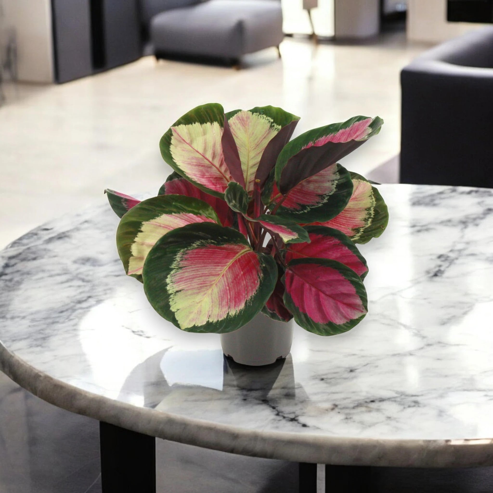 Dettaglio foglia Calathea Rosy con pattern verde e bordi rosa e rovescio viola