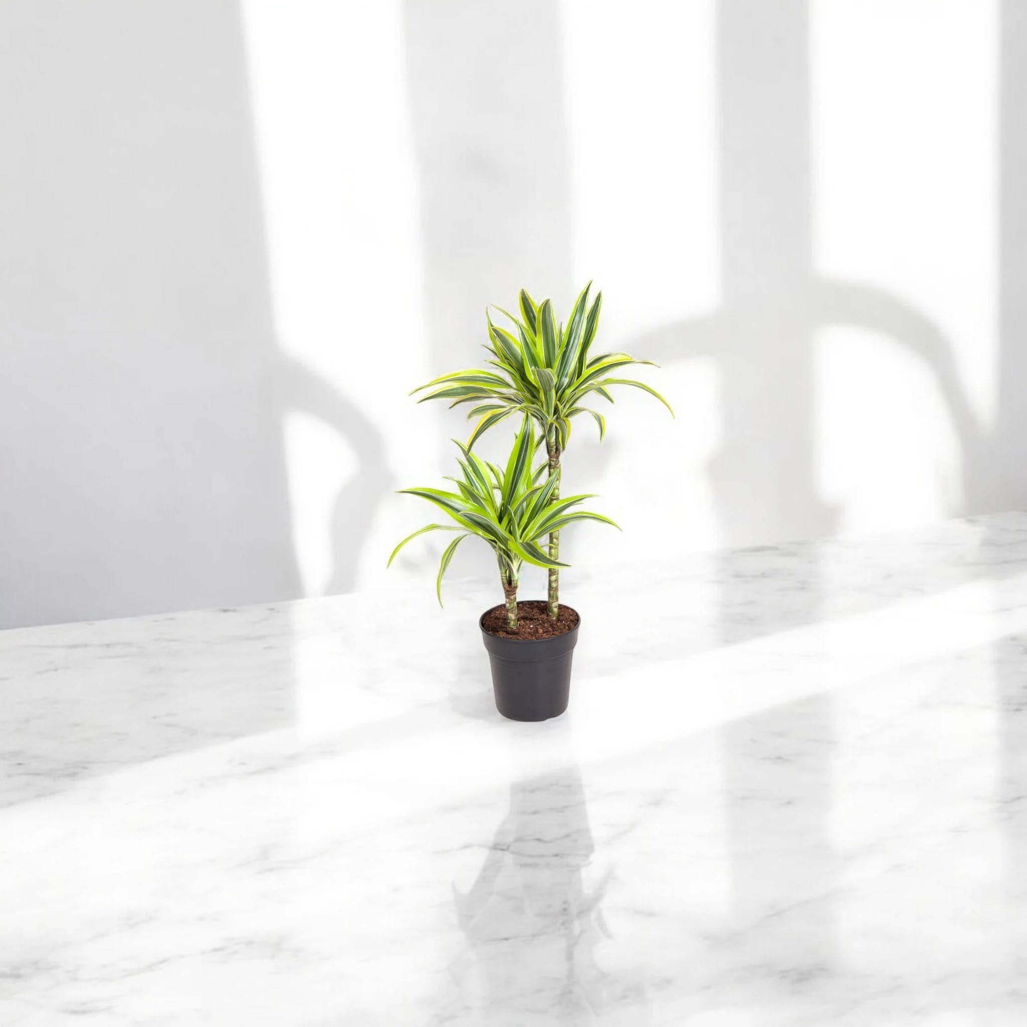 Nandina domestica 'Lemon-Lime'