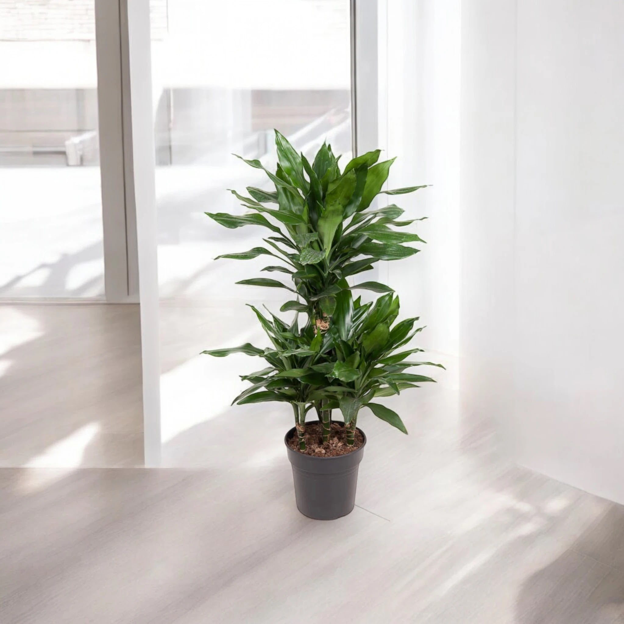 Dracaena fragrans 'Janet Lind'