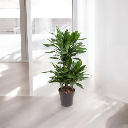 Dracaena fragrans 'Janet Lind'