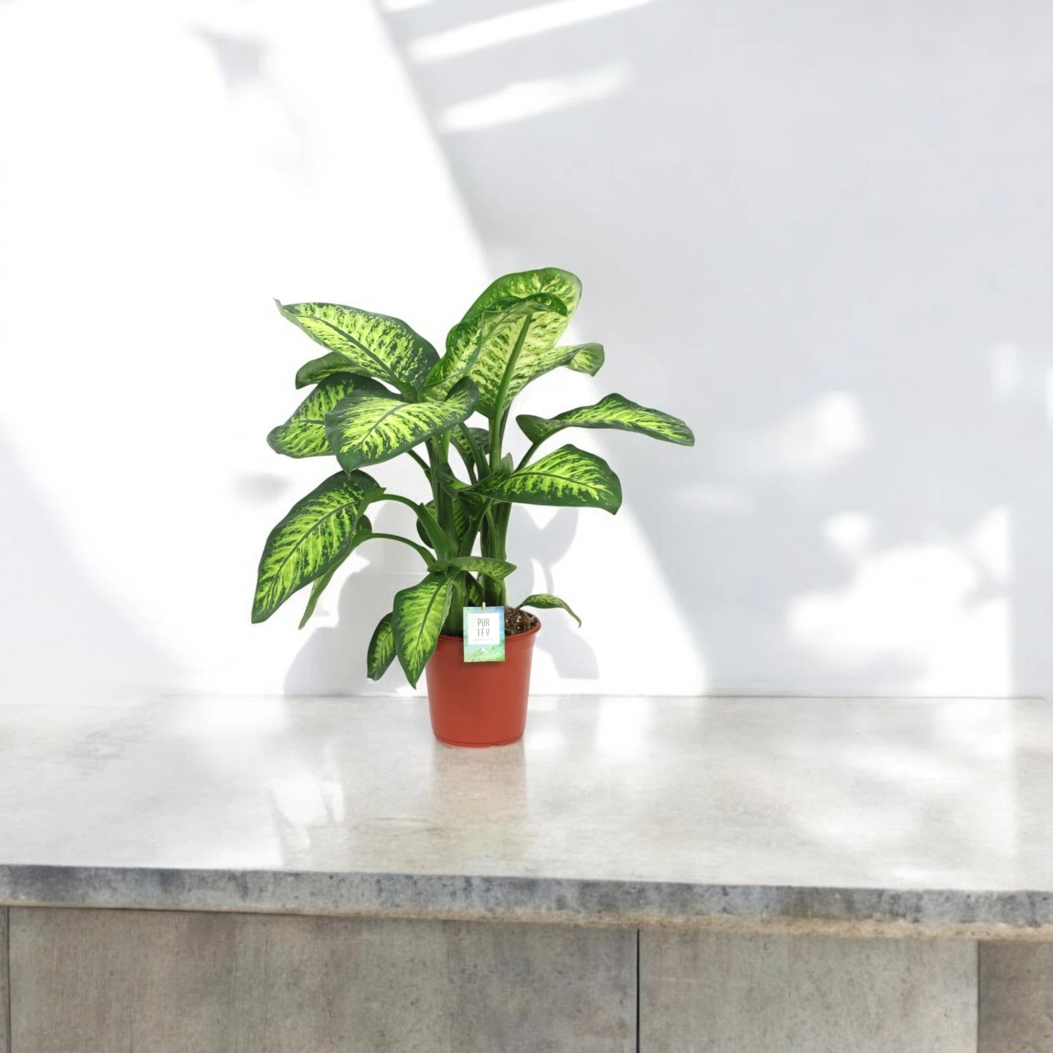 Dieffenbachia seguine 'Lemon tropic'