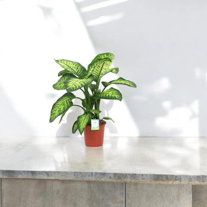 Dieffenbachia seguine 'Lemon tropic'