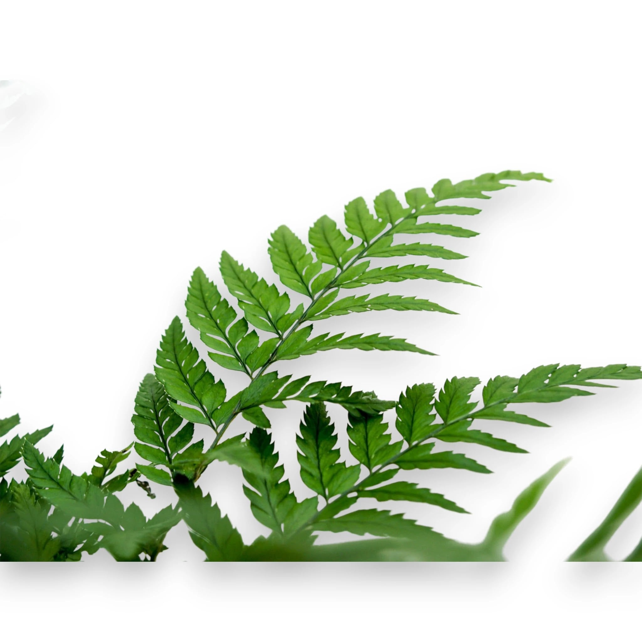 Athyrium spicatum