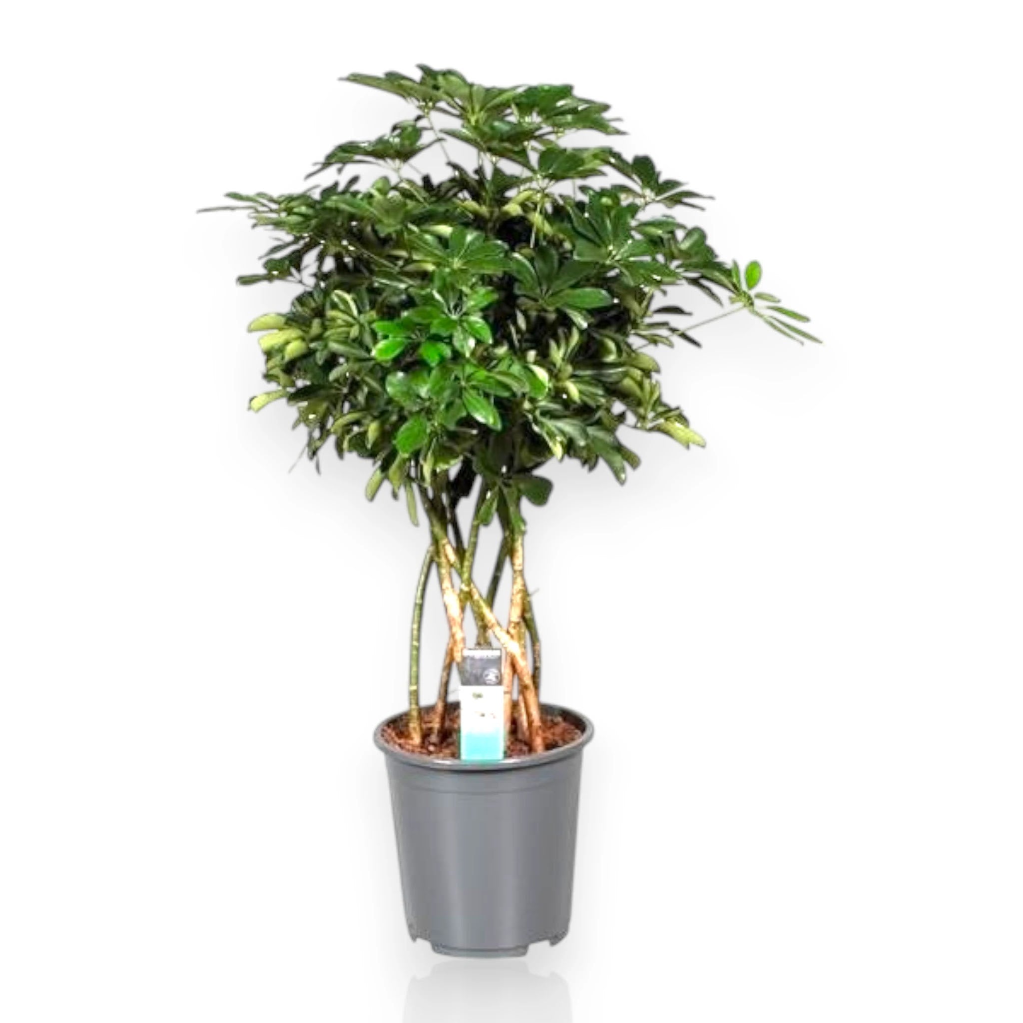 Schefflera arboricola Compacta in vaso, pianta da interno con foglie lucide palmate disposte a ombrello