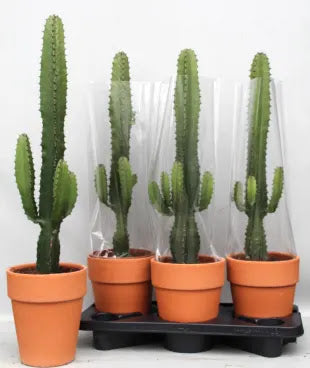 Euphorbia acrurensis in vaso, succulenta colonnare brasiliana con fusti cilindrici