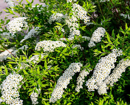 Spiraea cinerea Grefsheim arbusto compatto con abbondante fioritura bianca in giardino primaverile