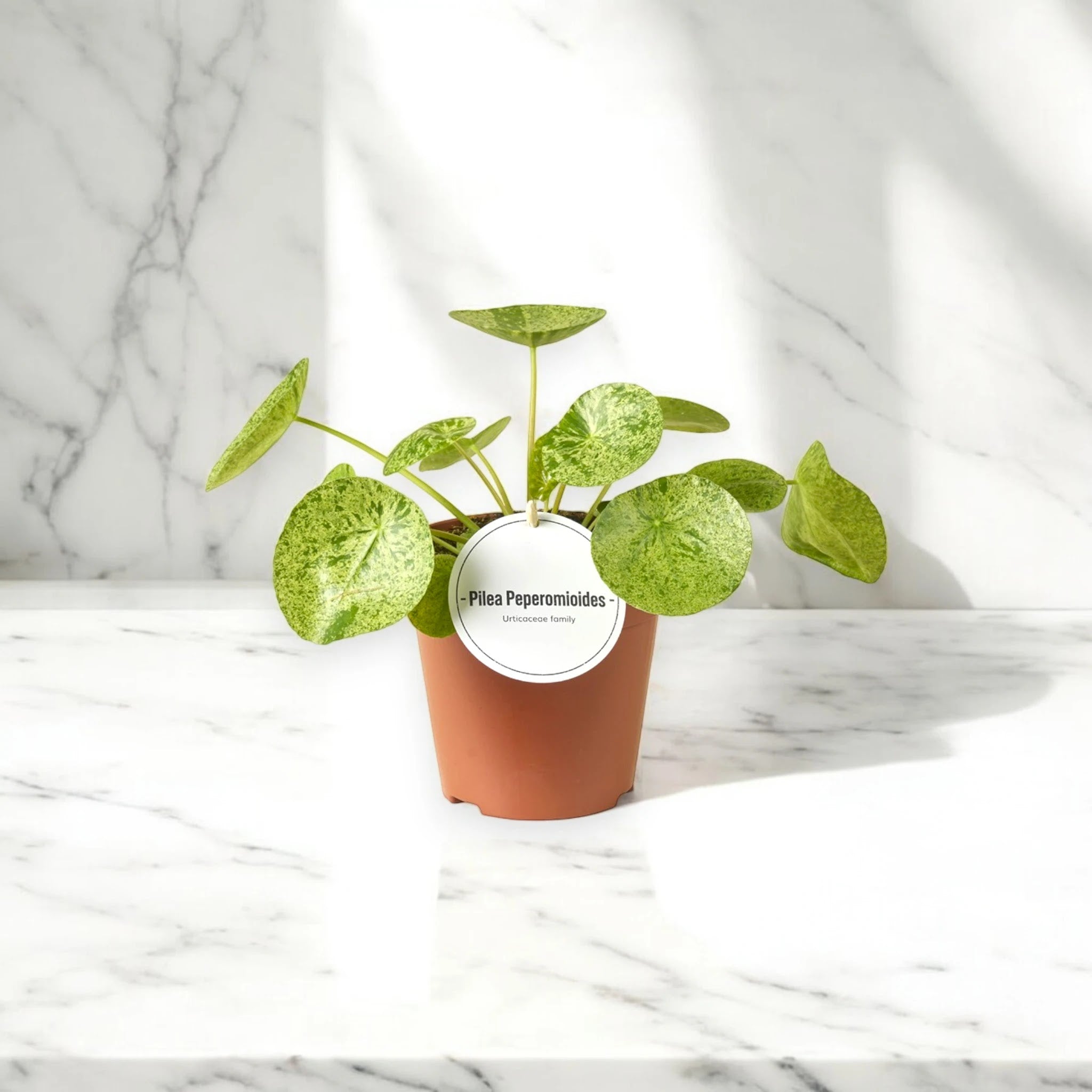 Dettaglio foglia rotonda e lucida di Pilea peperomioides, chiamata anche pianta del dollaro cinese