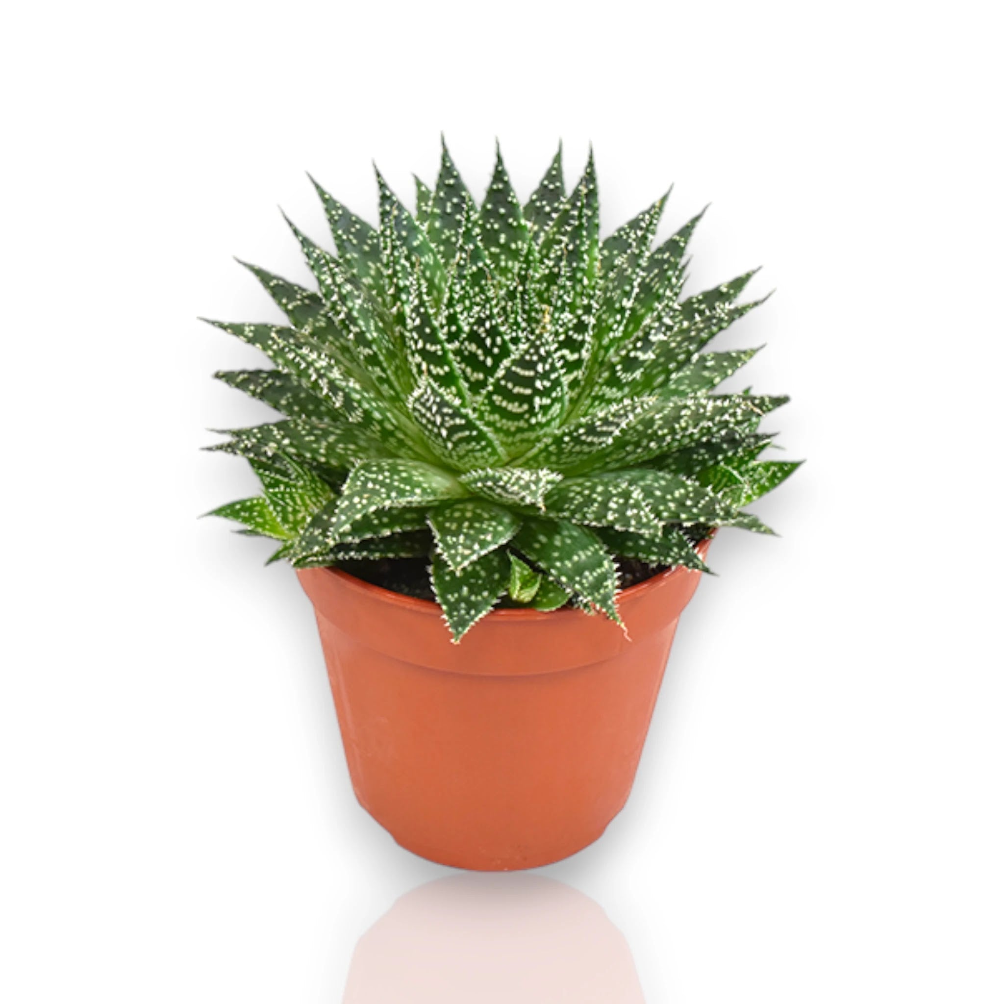 Aloe Safari Zambezi in vaso, succulenta dalle foglie carnose variegate perfetta per interni