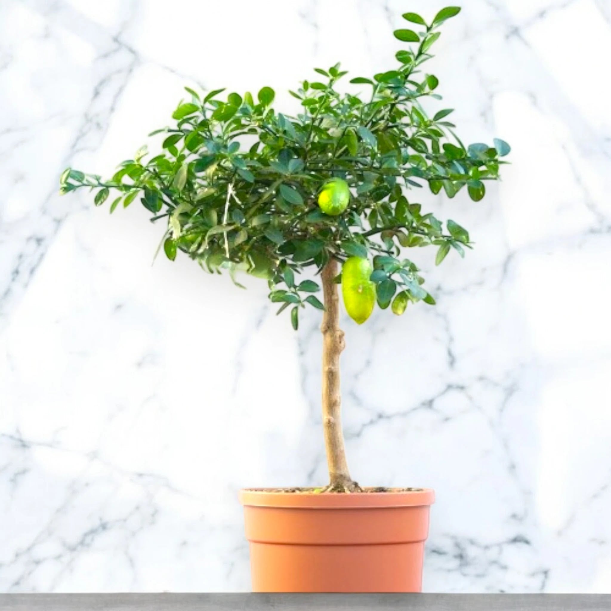 Nandina domestica 'Lemon-Lime'