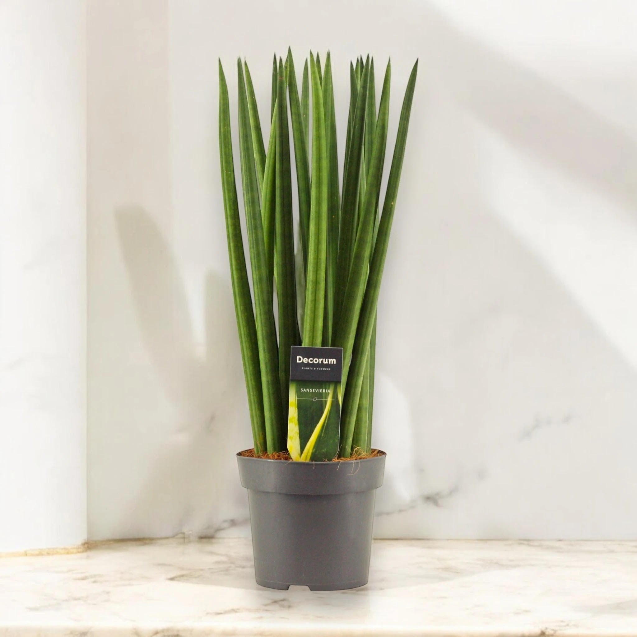 Sansevieria cylindrica 'Spaghetti'