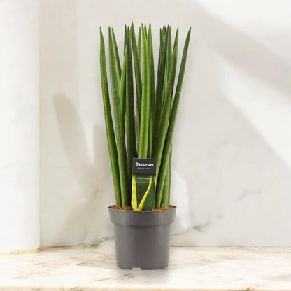 Sansevieria cylindrica 'Spaghetti'