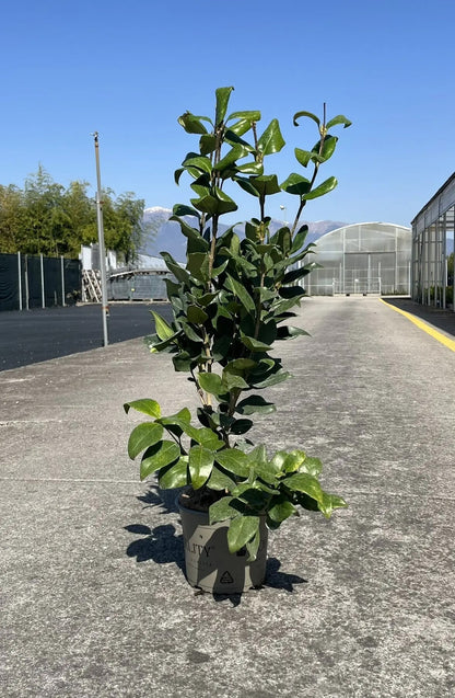 Ligustro - Ligustrum texanum