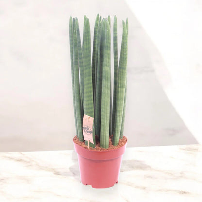 Sansevieria cylindrica 'Straight'