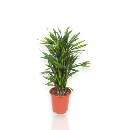 Dracaena fragrans 'Riki'