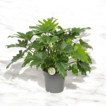 Philodendron bipinnatifidum 'Little Hope'