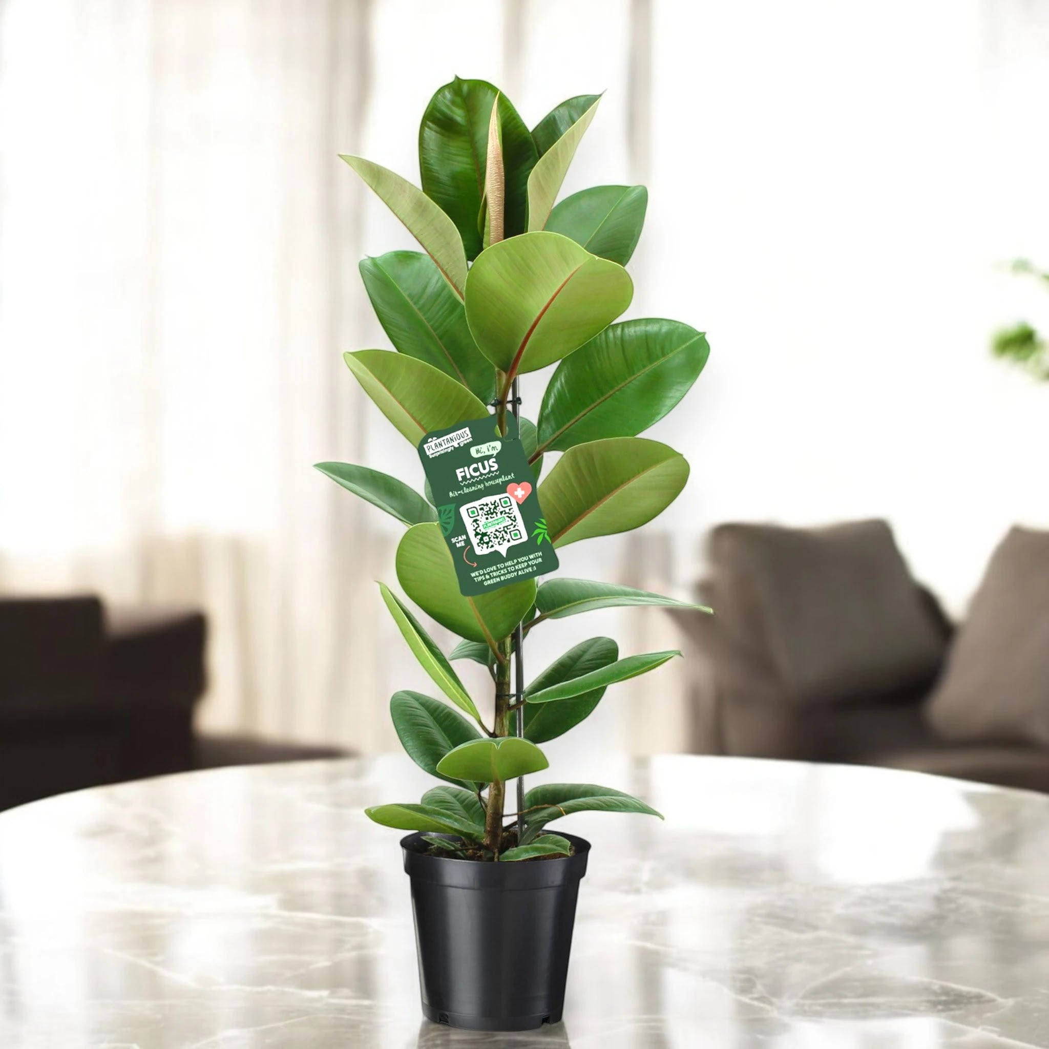 Ficus elastica 'Robusta'