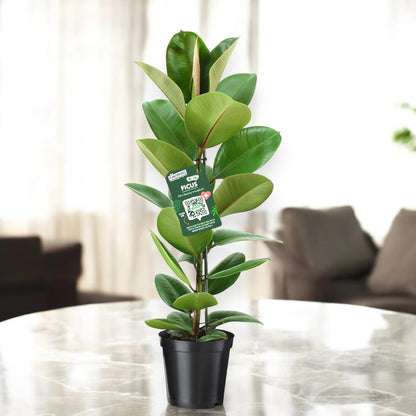 Ficus elastica 'Robusta'