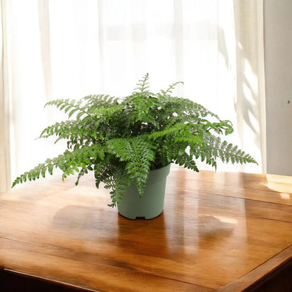 Asplenium parvati in vaso con fronde verdi lucide e coriacee in ambiente interno moderno