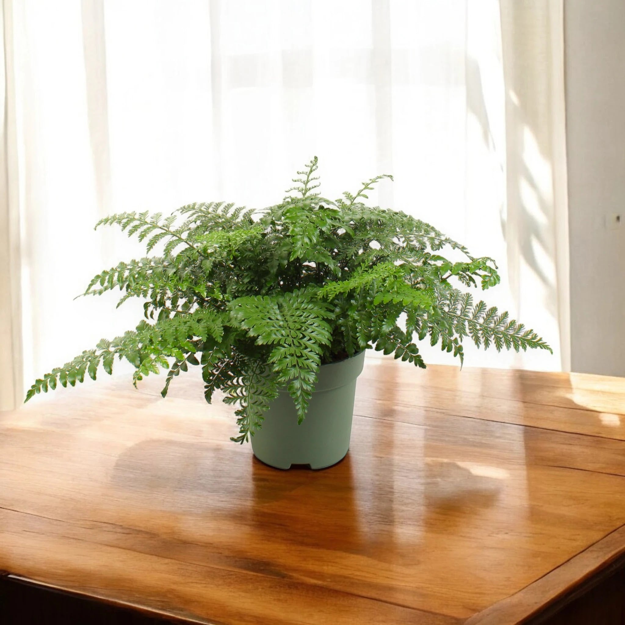 Asplenium parvati in vaso con fronde verdi lucide e coriacee in ambiente interno moderno