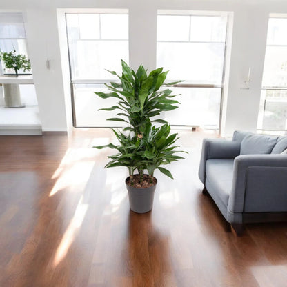 Dracaena fragrans 'Janet Lind'