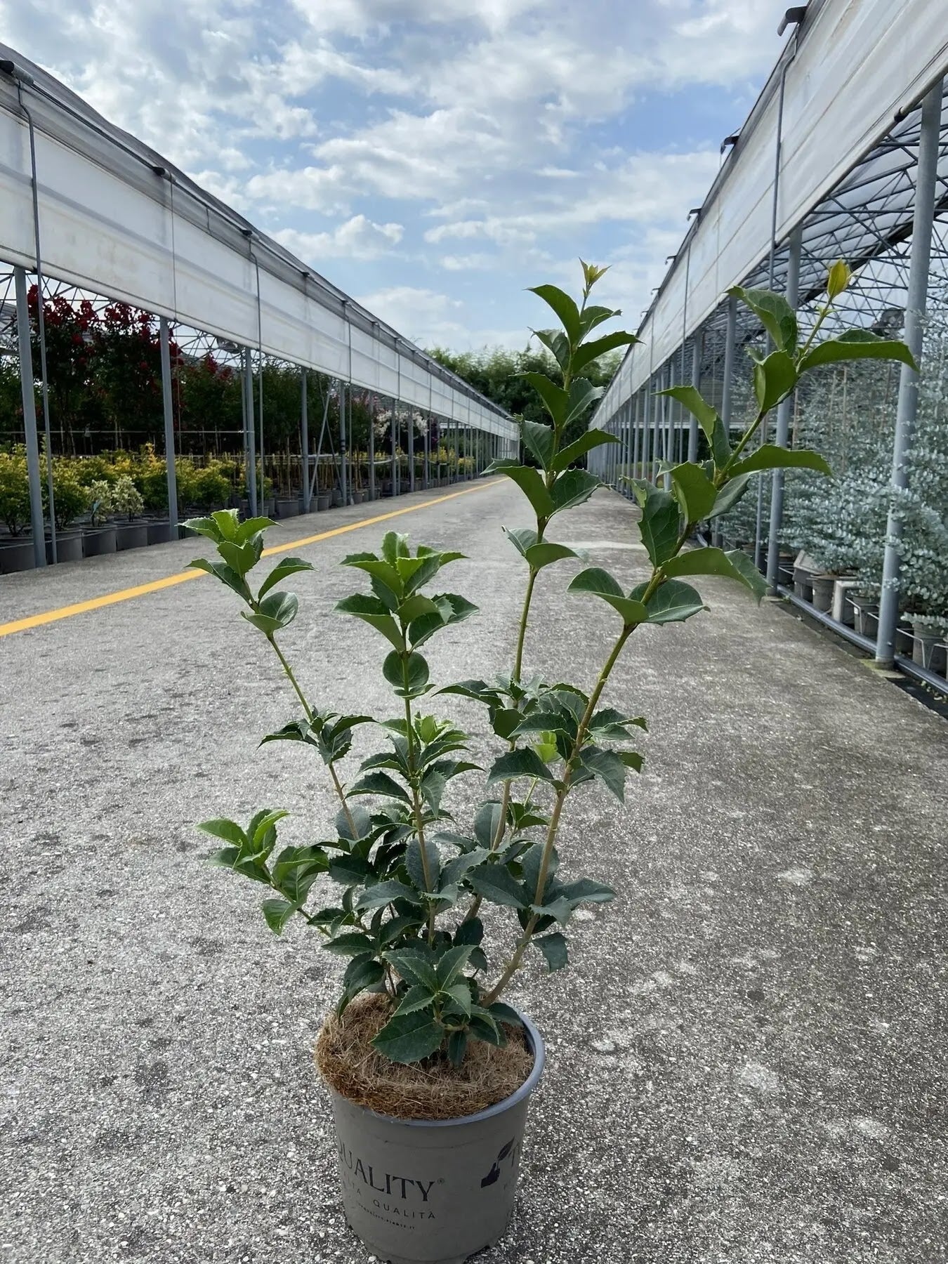 Osmanthus aquifolium