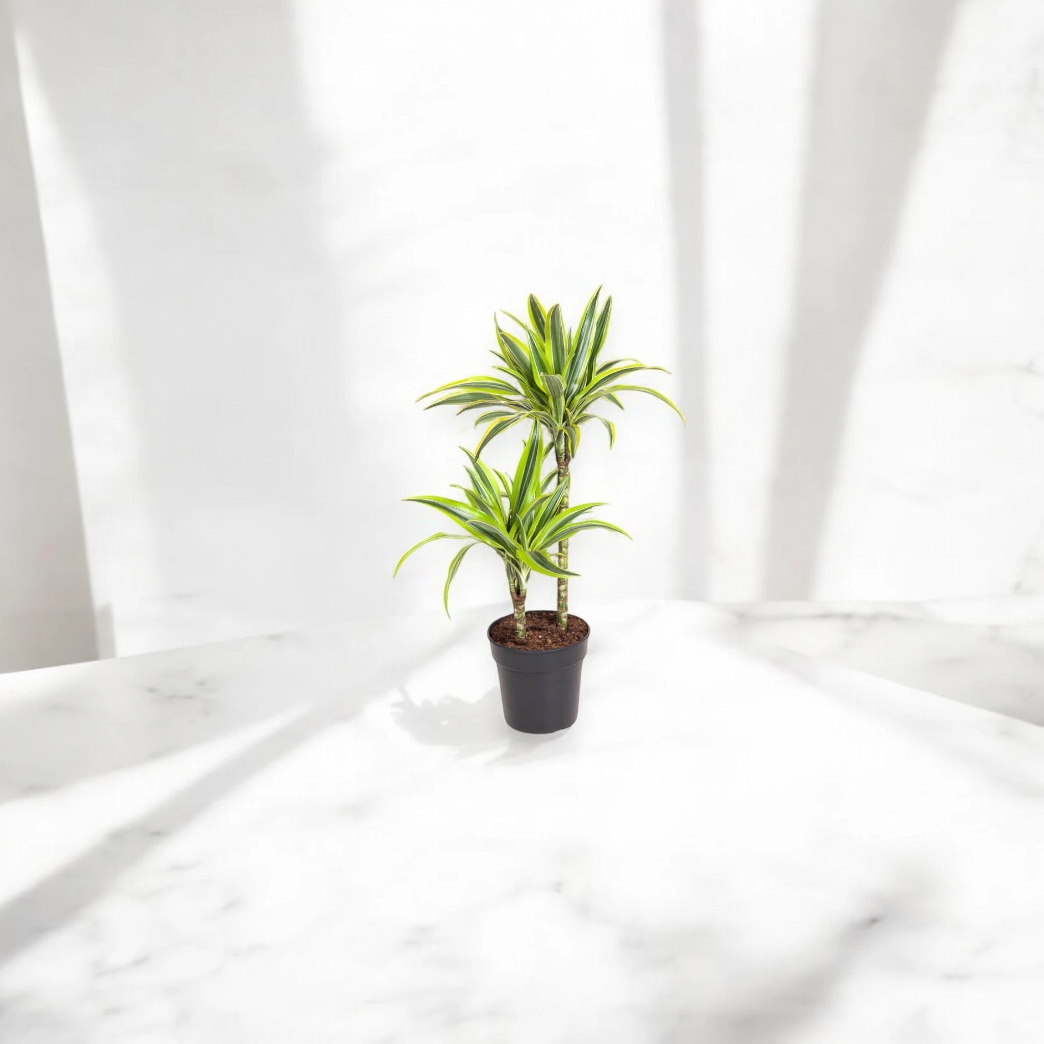 Dracaena fragrans 'Lemon Lime'