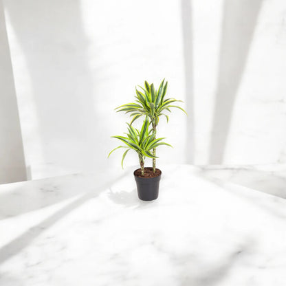 Nandina domestica 'Lemon-Lime'