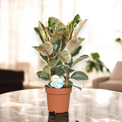 Ficus elastica 'Tineke'