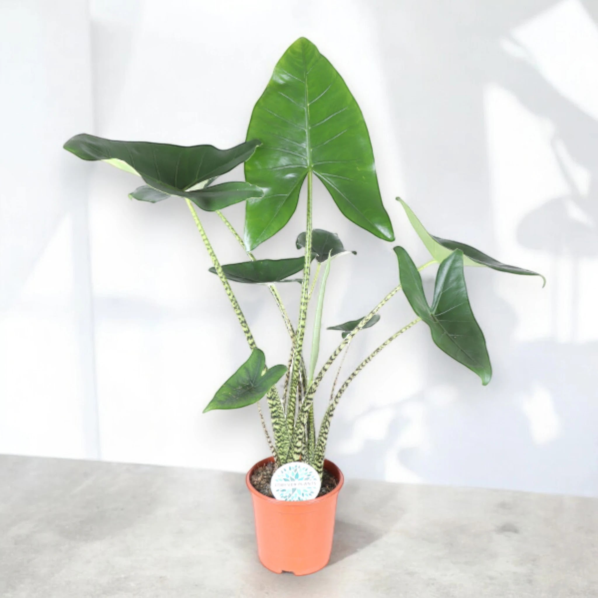 Alocasia zebrina