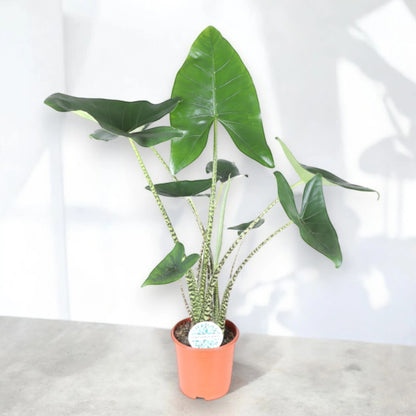 Alocasia zebrina